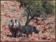  (Click to enlarge)